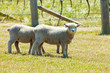 Babydoll sheep