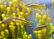Tropical Fish