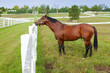 Horse on a farm