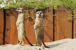 Erdmännchen