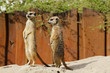 Erdmännchen