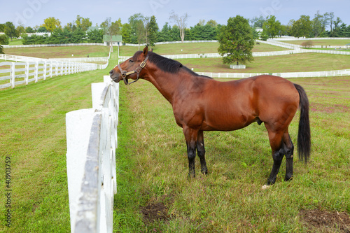 Photo: Horse on a farm Horse on a farm