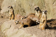 Erdmännchen