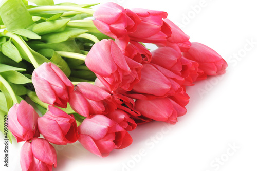 Photo: red tulips red tulips