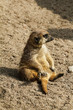 Erdmännchen