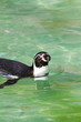 Pinguin