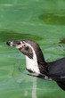 Pinguin