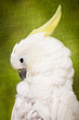 Portrait of cockatoo Portrait of cockatoo