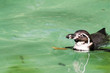 Pinguin