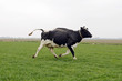 cow runs into meadow from winter stable