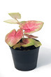 Caladium
