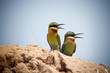 pair of bee-eaters