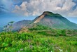花々と緑の高原