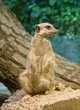 Meerkat (Suricata suricatta)