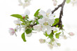 Apple blossom