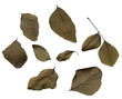 Dry leaves set isolated on white.