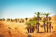 Sahara desert