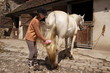 enfant pansage cheval 8