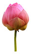 Photo: pink lotus isolated on white background pink lotus isolated on white background