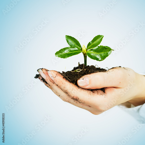 Photo: Small plant growing Small plant growing