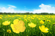 Field of spring flowers Field of spring flowers