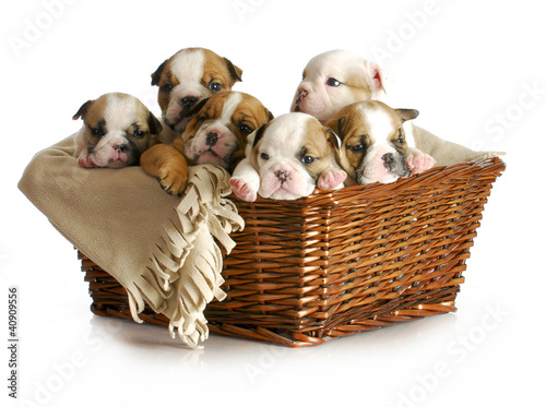 Photo: basket of puppies basket of puppies