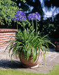 Agapanthus_212480