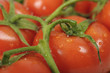 Closeup of a bundle of fresh tomatoes