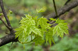 sheet maple tree
