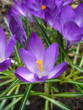 Crocus (Crocus Vernus) flowers