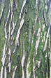 cortex   tree background