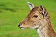 Portrait of a Doe Portrait of a Doe