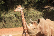 Rhinocerous and Giraffe in Field Rhinocerous and Giraffe in Field