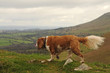 Hilltop Walk