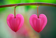 Two heart flower