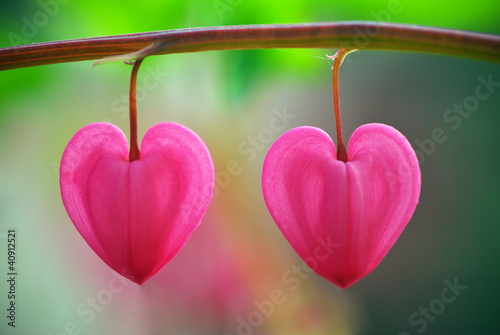 Photo: Two heart flower Two heart flower
