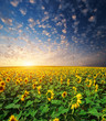 Big field of sunflowers