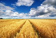 Meadow of wheat