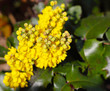 Mahonien