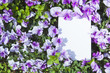 vletter[pansy]_026