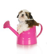 Detaily fotografie cute puppy