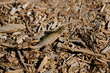 Lézard