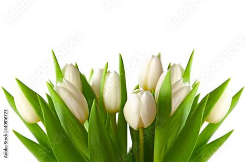 Photo: Tulpen,Hintergrund Tulpen,Hintergrund