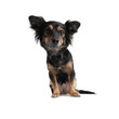 Little Dog looking wideangle