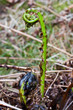 Fresh leaves of a Fern, unfolding in spring Fresh leaves of a Fern, unfolding in spring