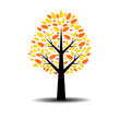 ALBERO AUTUNNO