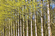 Springtime trees in the park