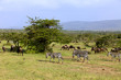 Photo: Zebra and wildebeest in Africa Zebra and wildebeest in Africa
