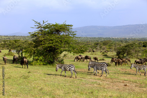 Photo: Zebra and wildebeest in Africa Zebra and wildebeest in Africa