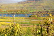 bunte Weingärten an der Mosel